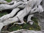 twisted-roots